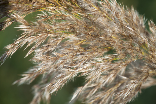 macro, closeup, single, golden, reed, grass - 28280176