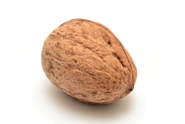 walnut, on, white, background - 28280050