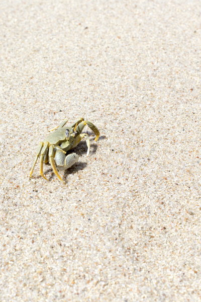 a lonely crab in the sand
