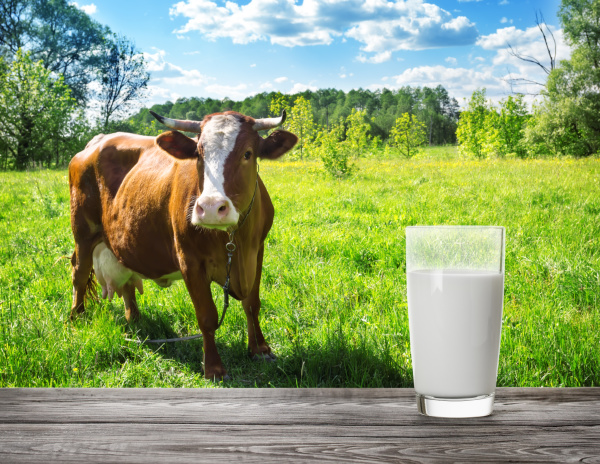 glass of milk against meadow background