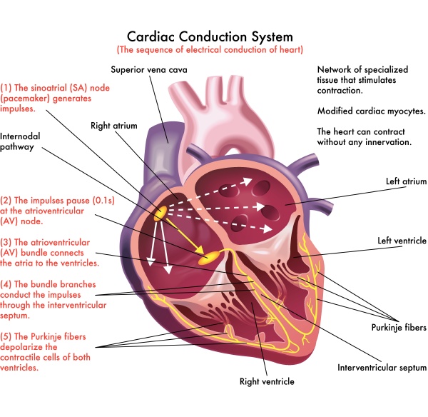 Diagram of Cardiac Conduction System the sequence of - Stock image ...