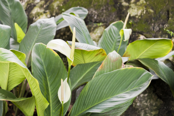 beautiful peace lily plants in the