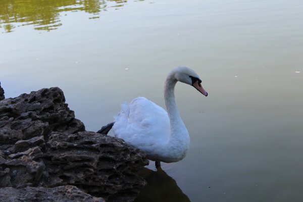 white swan in a city pond