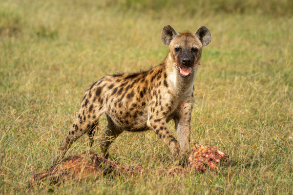 spotted hyena looks up from bloody