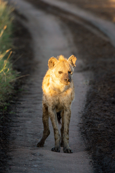 spotted hyena stands on track at