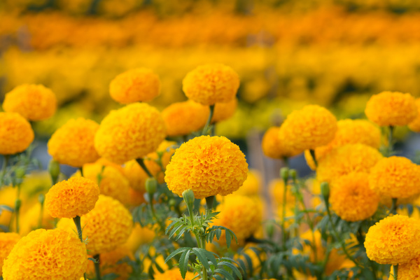 orange marigolds flower fields selective