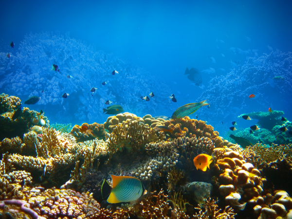 underwater, world, , coral, fishes, of - 28353261