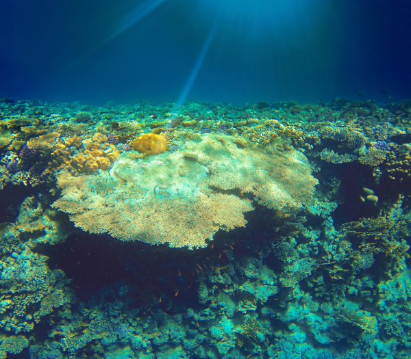 underwater, world, , coral, fishes, of - 28353268
