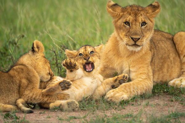 three lion cubs play fight in