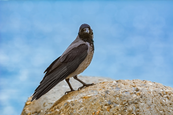 crow on the stone