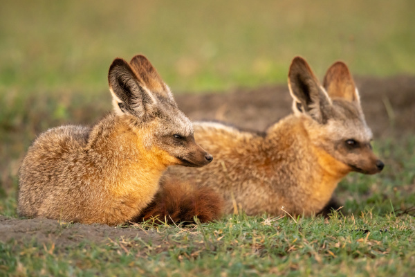 two bat eared fox lie on