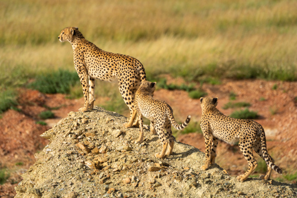 two cubs follow cheetah up gravel