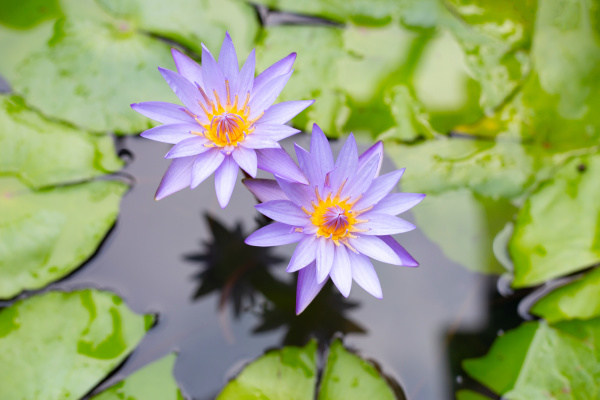 purple water lilies violet lotus