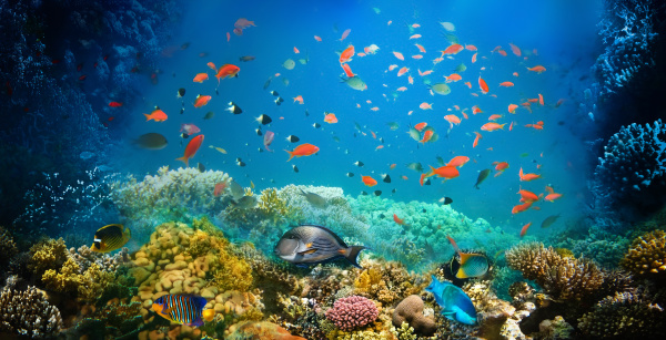 group, of, scuba, divers, exploring, coral - 28397486