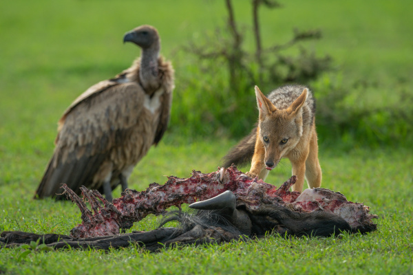 vulture watches black backed jackal by
