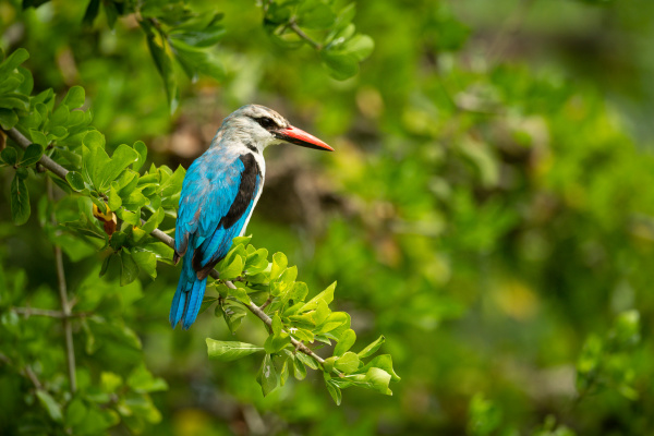 woodland kingfisher on leafy branch looking