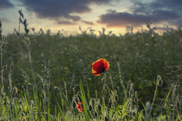 poppy flower in a green meadow