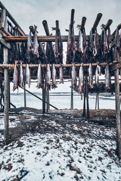 drying flakes for stockfish cod fish