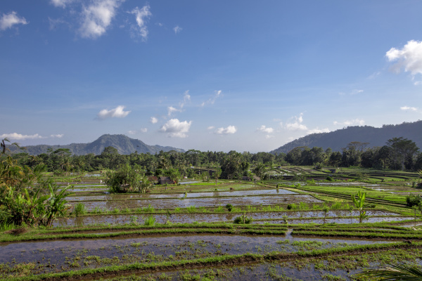 tropical ricefield in the north of