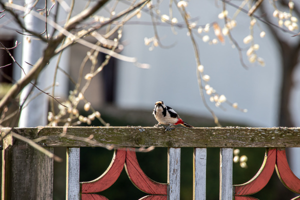 careful great spotted woodpecker on the