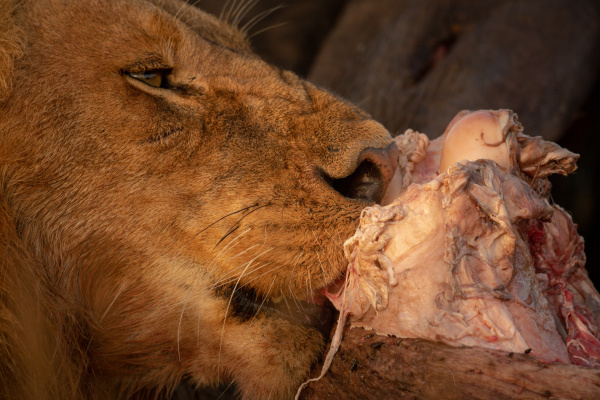 close up of male lion licking