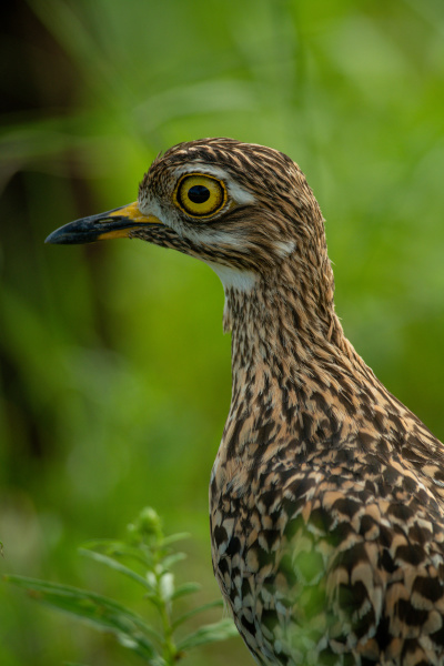 close up of spotted thick knee