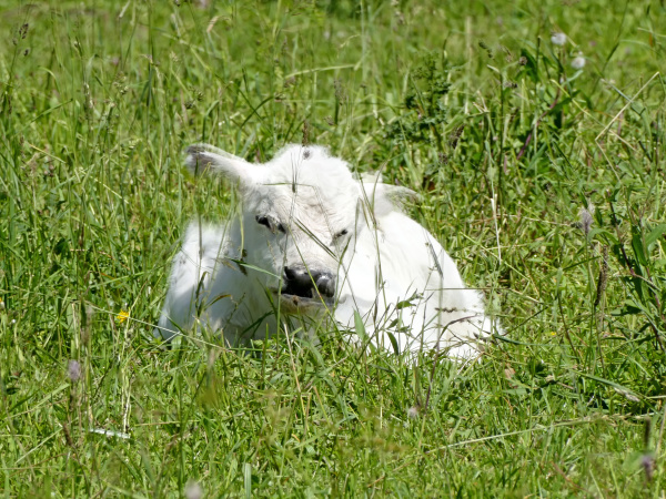 calf hidden in grass on a