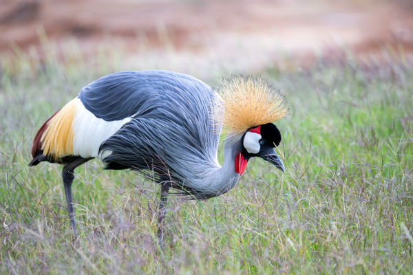 colorful bird in the savannah of