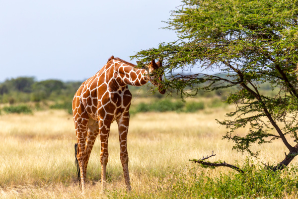 somalia giraffes eat the leaves of