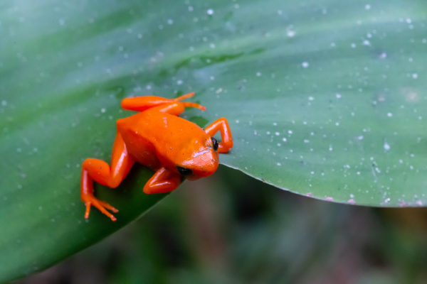a small orange frog on a