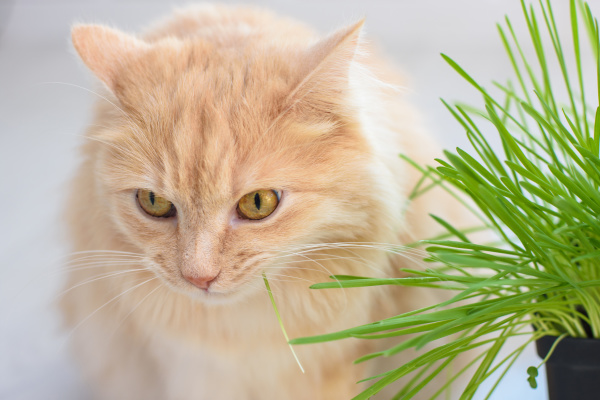 domestic cat eats grass from sprouted
