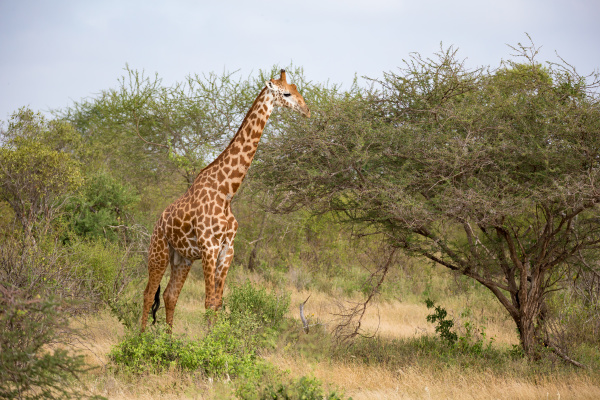one giraffe is standing between the