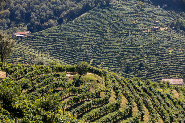 picturesque hills with vineyards of the