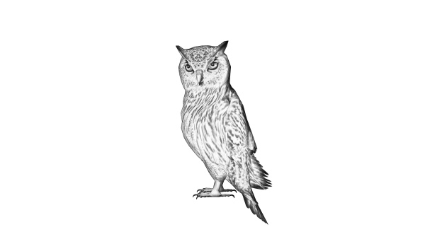 pencil drawing owl