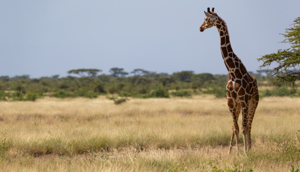 giraffes in the savannah of kenya