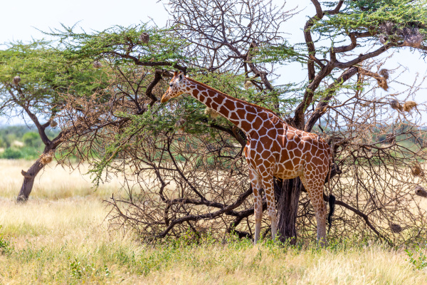 somalia giraffes eat the leaves of