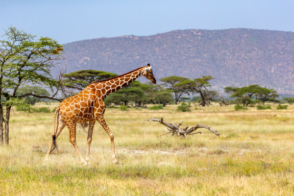 somalia giraffe goes over a green