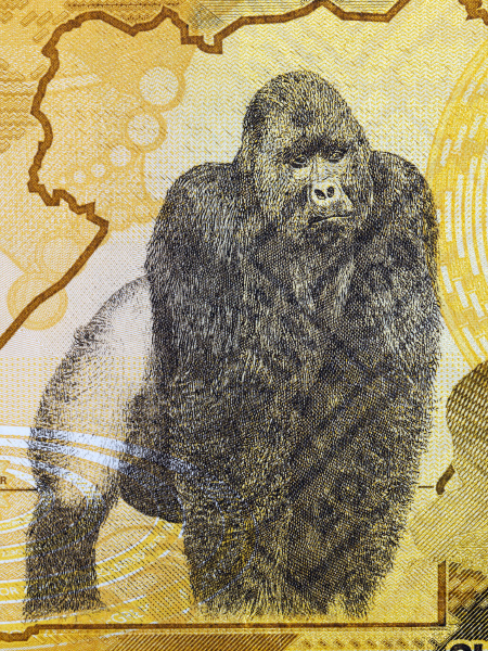 gorilla a portrait from ugandan money