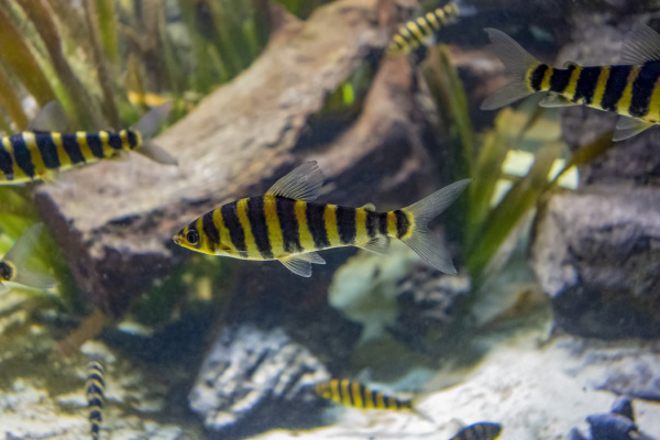 banded leporinus fishes