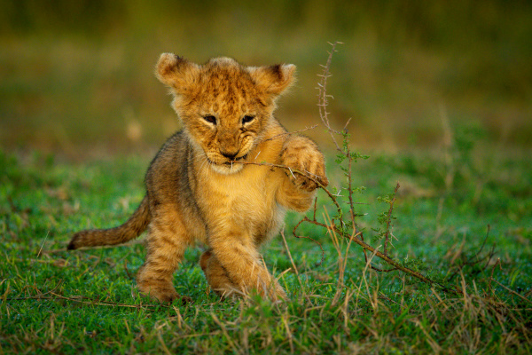 lion cub holds thorn branch to