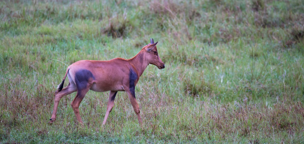 topi antelope in the grassland of