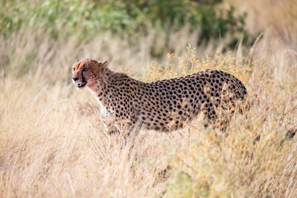 a cheetah in the grass in