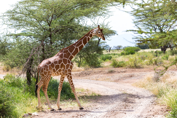 a giraffe crosses a path in