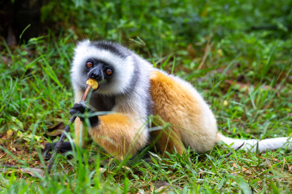 a diademed sifaka in its natural