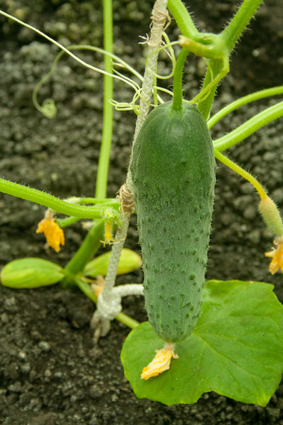 young green cucumber
