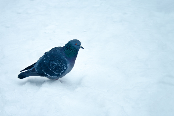 dove in the snow