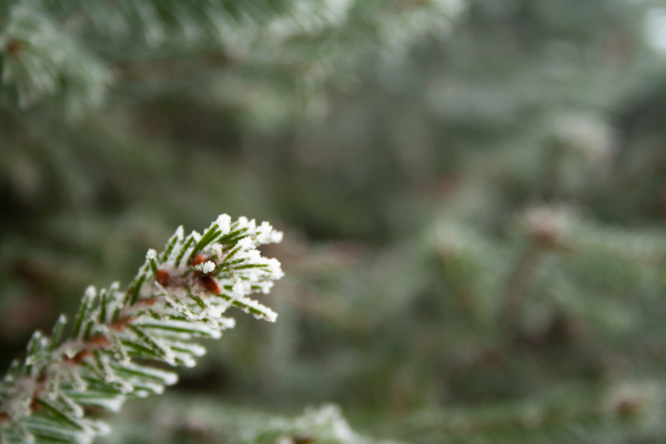 frost spruce