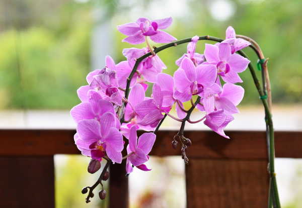 beautiful purple orchid