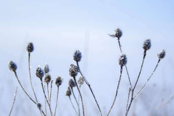 meadow grass covered with hoarfrost