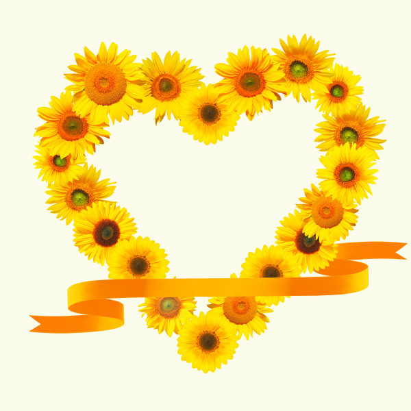 sunflower with heart shape on white